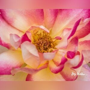 Pink and Yellow Floral Photo Print 8x10
